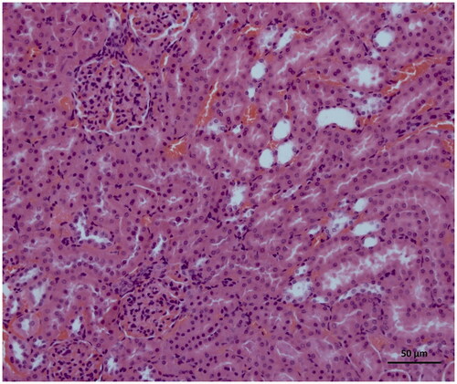 Figure 4. Histology of normal kidney tissue in the Sham group.