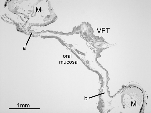 Figure 3.  Photomicrograph of a haematoxylin and eosin-stained transverse section of the lower jaw of a male stitchbird. The left and right mandibular bones (M) are joined by a thin section of tissue that comprises the floor of the oral cavity. The ventral feather tract (VFT) runs along the midline and here the tissue is significantly thicker than at the margins of the mandible where oral fistulas develop (a and b).