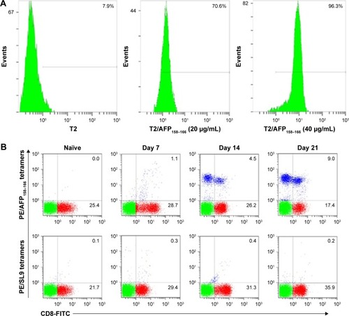 Figure 5 Expression of HLA-A2 molecules on T2 cells.Notes: (A) The expression of HLA-A2 on the surface of T2/AFP158–166 cells was measured by the monoclonal antibody BB7.2. (B) The frequency of AFP158–166-specific T-cells from in vitro induction was examined using PE/MHC tetramers. HIV virus antigen peptide HIV-gag77–85 (SL9) tetramers were used as the negative control tetramers.Abbreviations: FITC, fluorescein isothiocyanate; MHC, major histocompatibility complex; PE, phycoerythroprotein.