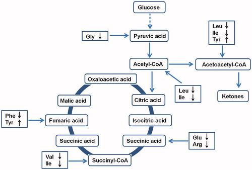 Figure 4. A summary of the related metabolic pathways for amino acids that changed significantly in hyperlipidaemic group. “↑” and “↓” represent the compound is up- and down-regulated compared with the control group.