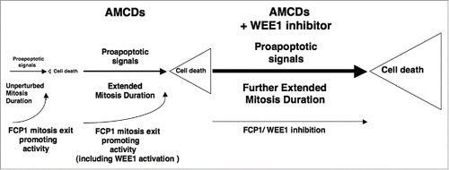 Figure 1. Impact of FCP1/WEE1 inhibition on antimicrotubule cancer drug (AMCD) treatment. The FCP1 phosphatase promotes mitosis exit during unperturbed mitosis as well as slippage through an AMCD-activated spindle assembly checkpoint (SAC). Inhibiting FCP1 or its downstream WEE1 kinase can delay slippage, further extend mitosis, and, by giving proapoptotic signals more time to accumulate (or allowing more time for degradation of antiapoptotic signals), increase the chances of a deadly fate for AMCD-treated cancer cells.