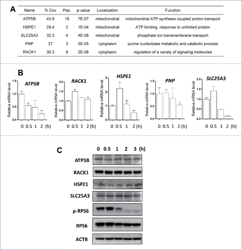 Figure 4. Transcriptional response in starvation-induced autophagy. (A) The representative newly synthesized proteins selected for the subsequent functional studies. % Cov = Coverage rate; Pep. = Numbers of peptides. (B) HeLa cells were cultured in amino acid-free medium for starvation (0.5, 1, or 2 h). Total RNA was isolated from the cells at the designated time and the mRNA levels of ATP5B, RACK1, HSPE1, PNP and SLC25A3 were quantified by real-time PCR. GAPDH was used as an internal control and the fold change in mRNA levels was calculated by normalizing to GAPDH. (C) Dynamic changes of different proteins under starvation conditions. HeLa cells were cultured in amino acid-free medium for starvation (0.5, 1, 2 or 3 h). Cells were harvested and lysed and the protein levels of ATP5B, RACK1, HSPE1 and SLC25A3 were determined using western blotting. ACTB was used as the loading control.