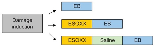 Figure 2 Perfusion sequences used for the evaluation of mucosal permeability and Esoxx effect.