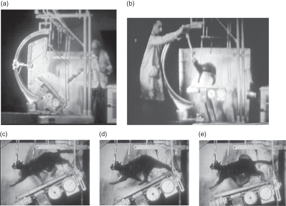 Figure 5. Graham Brown's work on cat treadmill locomotion. (a) The professor is shown demonstrating aspects of the sophisticated treadmill built in his Cardiff laboratory in the late 1930s for the analysis of the walking, trotting, and galloping gaits of high (precollicular) decerebrate cats (see CitationLundberg & Phillips, 1973). (b) Surman demonstrating the apparatus, which included a device for changing neck angle ±90° in the vertical and horizontal planes and for moving the treadmill's belt at variable speeds and grades. (c–e) Examples of a decerebrate cat running as the treadmill's angle was changed manually. We thank Larry McAlister (Media Specialist, University of Arizona) for extracting the three still frames in this figure from Graham Brown's unpublished 1941 film (see text). The figure is available from J.G.J. upon request.