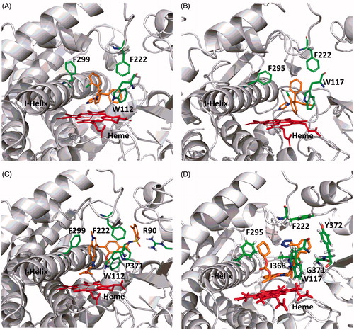 Figure 7. Computational docking of clotrimazole (A, CYP26A1; B, CYP26B1), zafirlukast (C, CYP26A1) and candesartan cilexetil (D, CYP26B1) into the active sites of CYP26. The docking orientation of clotrimazole in the active sites of CYP26A1 and CYP26B1 suggests the potential for the imidazole moiety to inhibit the enzyme through type II binding interactions. Active site residues involved in the binding of zafirlukast in the active site of CYP26A1 (R90, W112, F222 and F299) and candesartan cilexetil in the active site of CYP26B1 (W117, F295, F299 and Y372) are similar to the active site residues known to be involved in retinoic acid binding for each isoform. Portions of the protein structure are not displayed for added clarity.