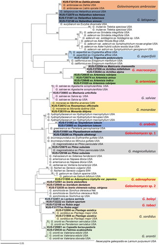 Figure 2. Maximum likelihood tree of Golovinomyces species based on GAPDH sequences. Bootstrapping support values higher than 60% are given at the branches. Korean specimens sequenced in this study are in bold. Golovinomyces species initially sequenced for the GAPDH gene in this study are highlighted in red. The scale bar equals the number of nucleotide substitution sites.