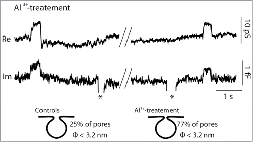 Figure 3. Incubation in Al3+-enriched ECS results in narrow fusion pores in lactotrophs. Representative discrete steps in membrane capacitance (Cm) in lactotrophs bathed in 30 μM Al3+. The top trace shows the real (Re) part and the bottom trace shows the imaginary (Im; proportional to Cm) part of the admittance signals. Two representative transient fusion events with projections to the Re trace are shown. Previous reports indicate that ∼25% of reversible events are projected to the Re trace in Al3+-free ECS.Citation24 When lactotrophs were bathed in Al3+, we detected 77% projected events, indicating that most transient exocytotic events exhibited only narrow fusion pores.