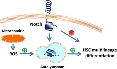 Figure 3 A cartoon illustrating ROS regulation of HSC differentiation. ROS generated in the mitochondria acts as an upstream signal to activate autophagy, and autophagy in turn targets intracellular Notch, thereby relieving its suppression on hematopoietic stem cell multilineage differentiation.