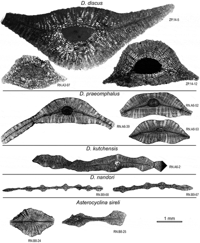 Figure 14. Axial sections of Discocyclina discus, D. praeomphalus, D. kutchensis, D. nandori and A. sireli from the Drazinda Formation.