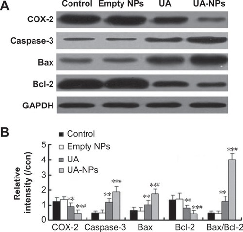 Figure 9 The tumor protein expression of COX-2, Caspase-3, Bax, and Bcl-2 in H22-transplanted mice treated with empty NPs, UA, and UA-NPs.Notes: (A) The gel image of Western blot analysis. (B) The histogram representing the semiquantification of gel image normalizing the band with the GAPDH control. **P<0.01 versus control. #P<0.05 versus the equivalent dose of UA. Data are presented as mean ± SD (n=3).Abbreviations: NP, nanoparticle; SD, standard deviation; UA, ursolic acid; UA-NPs, UA-loaded poly(N-vinylpyrrolidone)-block-poly (ε-caprolactone) nanoparticles.