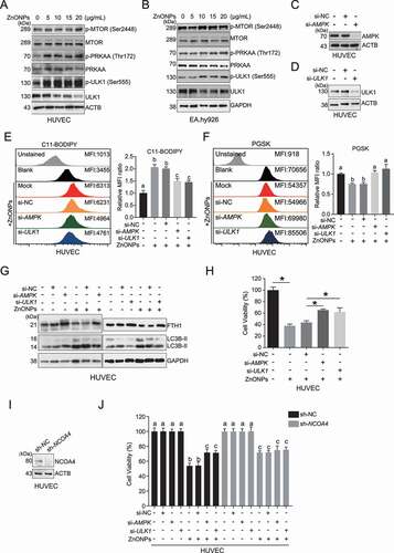 Figure 7. AMPK-ULK1 axis was probably involved in ZnONPs-induced ferritinophagy. (A-B) Western blotting analysis of p-MTOR, MTOR, p-PRKAA, PRKAA, p-ULK1 and ULK1 expression in (A) HUVECs or (B) EA.hy926 cells treated with 0, 5, 10, 15 and 20 μg/mL ZnONPs for 24 h. (C-D) The knockdown efficacy of siRNA against (C) AMPK or (D) ULK1 in HUVECs was determined by western blot analysis. (E,F) The levels of (E) C11-BODIPY or (F) PGSK in negative control knockdown, AMPK knockdown or ULK1 knockdown HUVECs following ZnONPs (20 μg/mL) treatment for 24 h were determined by FACS analysis. The values of MFI of C11-BODIPY and PGSK in each group were presented. (G) FTH1 and LC3B-I/II expression level in negative control knockdown, AMPK knockdown or ULK1 knockdown HUVECs following ZnONPs (20 μg/mL) treatment for 24 h were determined by western blot analysis. (H) MTS analysis of negative control knockdown (si-NC), AMPK knockdown or ULK1 knockdown HUVECs following ZnONPs (20 μg/mL) treatment for 24 h. (I) NCOA4 expression level in shRNA-control or shRNA-mediated NCOA4 stable knockdown HUVECs were determined. (J) MTS analysis of negative control knockdown, AMPK knockdown or ULK1 knockdown in shRNA-control or shNCOA4 HUVECs following ZnONPs (20 μg/mL) treatment for 24 h. The data are representative of three experiments, and the values are expressed as the mean± S.D. *P < 0.05 compared with the indicated groups, N.S., not significant