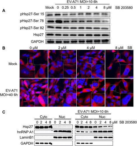 Figure 1. Requirement of Hsp27 phosphorylation for its nuclear localization upon EV-A71 infection. (A) RD cells were treated with SB203580 at indicated concentration for 2 h, then infected with EV-A71 at the MOI of 10 for 6 h. Cell lysates were collected for western blot assay. Hsp27 phosphorylation on Ser 15, 78, 82 was detected by specific antibodies. GAPDH was detected as internal control. (B) RD cells on the coverslips were first treated with indicated dosage of SB203580 for 2 h, then non-infected or infected with EV-A71 at a MOI of 40 for 6 h. The cells were fixed and stained with anti-Hsp27 (Red), followed by Alexa Flour 594-conjugated anti-rabbit antibody. The nuclei were visualized by staining with DAPI (Blue). The images were captured by Nikon A1HD25 Confocal Microscope. (C) RD cells were treated with SB203580 at indicated concentrations for 2 h, then infected with EV-A71 at the MOI of 10 for 6 h. Cell lysates were collected for nuclear/cytosol fraction assay. Lamin B1 was detected as internal nuclear control. GAPDH was detected as internal cytosol control.