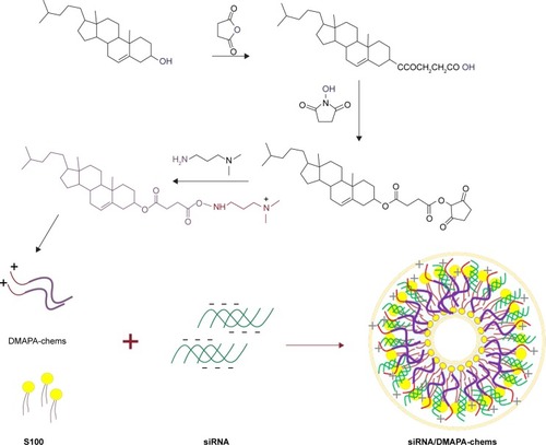 Figure 1 The synthetic mechanism of action of the cationic cholesterol derivative DMAPA-chems and the formulation of siRNA/DMAPA-chems complexes.Abbreviations: DMAPA-chems, N-(cholesterylhemisuccinoyl-amino-3-propyl)-N, N-dimethylamine; siRNA, small interfering RNA.