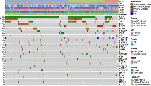 Figure 2 Genomic characteristics of LGG across non-canonical NF-κB groups. Mutation types were color marked. Major clinical information, genomic, epigenetic landmarks and pathological type were labeled on the top. Population frequency of each mutated gene was shown at left side.