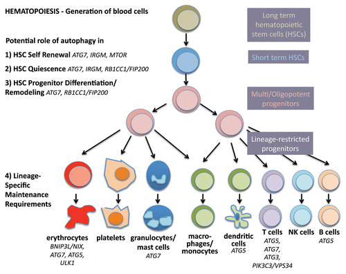 Figure 2. Autophagy in stemness of hematopoietic stem cells. During hematopoiesis, differentiated blood cells are generated from hematopoietic stem cells (HSCs). Long-term HSCs develop into short-term HSCs, multi- and then oligopotent progenitors and lineage-restricted progenitors, which give rise to the differentiated blood cells. These include erythrocytes, platelets, granulocytes, macrophages, dendritic cells and the lymphocytes T, B and NK cells. Autophagy is thought to play a role in self-renewal and quiescence in HSCs, the two hallmarks of stemness. Moreover, during differentiation autophagy is hypothesized to help multipotency and remodeling. Last, evidence is increasing that autophagy is required to maintain the healthy differentiated lineages.