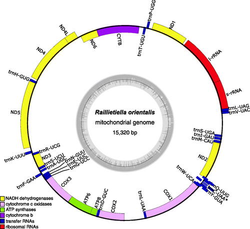 Figure 2. Map of the assembled and annotated Raillietiella orientalis mitochondrial genome (NCBI accession: OP857516). the 13 protein-coding genes, 22 tRNA genes, and two ribosomal RNA genes are shown as colored blocks according to the legend provided. The asterisk for trnC-UAA indicates that this tRNA annotation is incomplete. The grey inner circle represents the local GC content and the blue box highlights a putative at-rich, non-coding control region. The mitogenome map was created using OGDraw v1.3.1 (Greiner et al. Citation2019).