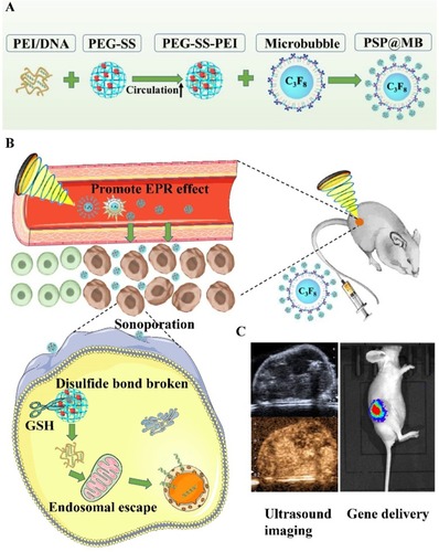 Figure 1 Graphical abstract.Notes: (A) Schematic illustration of the construction of PSP@MB. (B) The combination of PSP@MB, and the use of ultrasound can efficiently promote the effect of EPR and enhance accumulation, extravasation and penetration into solid tumors. As soon as PSP@MB arrived at the tumor, PEG shielding will be rapidly cleaved by the abundance of GSH at the tumor site. Consequently, PEI/DNA nanoparticles can be internalized into cancer cells by sonoporation and endosomal escape in the cytoplasm, then finally DNA is released. (C) Gene delivery was evaluated by ultrasound imaging and In Vivo Imaging Systems.Abbreviations: PEI, polyethylenimine; PEG, Polyethylene glycol; SS, disulfide bond; MB, microbubble; EPR, enhanced permeability and retention effect; GSH, glutathione.