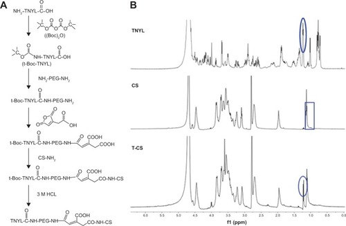 Figure 1 (A) Synthesis scheme of T-CS. (B) 1H NMR spectra of TNYL, CS, and T-CS.Abbreviations: CS, chitosan-g-stearate; NMR, nuclear magnetic resonance; T-CS, TNYL-modified CS; NH2-PEG-NH2, fluorescein isothiocyanate (FITC), pyrene, mPEG2000 with amine group.