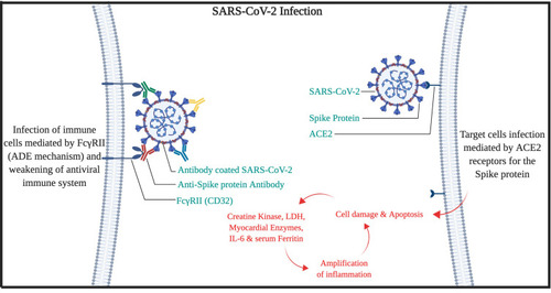 Figure 1 Cell entry and infection mechanism of SARS-CoV-2.