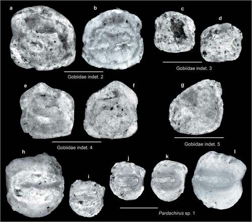 Figure 7. Fish otoliths from the late Miocene northern Taiwan. Scale bars = 1 mm. Images are inner views. a, b, Gobiidae indet. 2, ASIZF 01000030–31; a, SL-3b; b, SL-4. c, d, Gobiidae indet. 3, SL-4, ASIZF 01000032–33. e, f, Gobiidae indet. 4, ASIZF 01000034–35; e, SL-3b; f, SL-3a. g, Gobiidae indet. 5, SL-4, ASIZF 01000036. h–l, Pardachirus sp. 1, ASIZF 01000037–41; h, SL-0; i–k, SL-4; l, SL-3b.