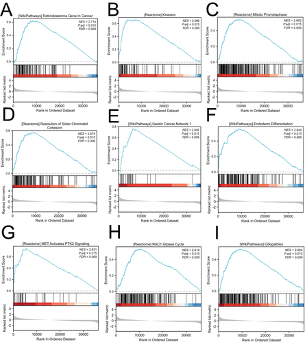 Figure 5 GSEA enrichment analysis results. (A) Retinoblastoma Gene in cancer. (B) Kinesins. (C) Mitotic Prometaphase. (D) Resolution of sister Chromatid Cohesion. (E) Gastric Cancer Network 1. (F) Endoderm Differentiation. (G) MET Activates PTK2 Signaling. (H) RAC1 Gtpase Cycle. (I) Ciliopathies.