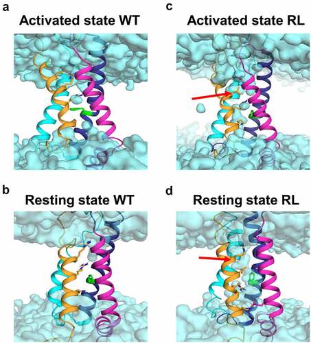 Figure 7. Mutation RL increased water occupancy in the voltage sensing domain IV. Homology modeling demonstrate a difference in water occupancy (cyan) in the VSD-IV activated (A and C) and resting (B and D) state between WT (A and B) and RL (C and D). The leucine in RL is indicated by a red arrow.