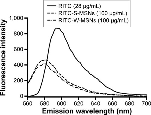 Figure 4 Fluorescence emission spectra of fluorescent MSN spheres and wires.Notes: After being excited at 543 nm, the emission wavelength of RITC-S-MSNs and RITC-W-MSNs (580 nm) showed a blue sift compared with RITC (594 nm).Abbreviations: MSNs, mesoporous silica nanoparticles; RITC, rhodamine B isothiocyanate; RITC-S-MSNs, rhodamine B isothiocyanate-labeled spherical mesoporous silica nanoparticles; RITC-W-MSNs, rhodamine B isothiocyanate-labeled wire mesoporous silica nanoparticles.