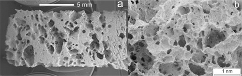 Figure 5 Scanning electron microscopy images of porous hydroxyapatite.