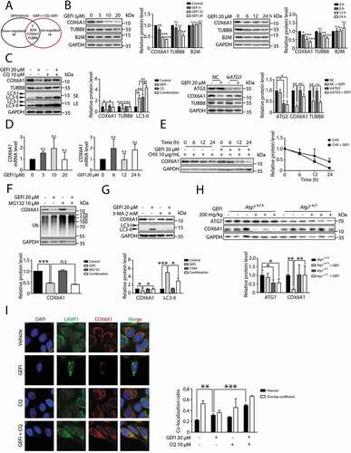 Figure 4. Gefitinib activates autophagic degradation of COX6A1 in hepatocytes. (A) TMT quantitative proteomic profiling was used to determine the protein expression levels. The levels of the differentially expressed proteins were summarized, p < 0.05. (B) Differentially expressed proteins were detected by western blot in HL-7702 cells with gefitinib treatment. (C) The effect of autophagy inhibition on the expression of specific proteins. The influence of CQ and gefitinib treatment (left panel) and the effect of ATG5 knockdown under gefitinib treatment (right panel). The expression levels of COX6A1, TUBB8, LC3 and ATG5 were analyzed by western blot. (D) HL-7702 cells were treated with gefitinib at the indicated doses and time, and the mRNA expression of COX6A1 was analyzed by qPCR (one-way ANOVA, Dunnett T3 test and LSD test). (E) HL-7702 cells were treated with CHX with or without gefitinib for indicated time. COX6A1 was detected by western blot. (F) HL-7702 cells were treated with gefitinib or vehicle for 24 h or with MG132 for 8 h before the final time point. Western blot analysis was used to detect the expression levels of COX6A1 and Ub. (G) HL-7702 cells were treated by 3-MA with or without gefitinib for 24 h. Western blot was performed to measure the expression levels of COX6A1 and LC3. (H) Expressions of ATG7 and COX6A1 were analyzed by western blot in Atg7+/+ and Atg7+/- mice treated with gefitinib (200 mg/kg/day). (I) The cellular distribution of LAMP1 and COX6A1 in HL-7702 cells was observed by immunofluorescence. Scale bar: 25 μ. Pearson´s correlation coefficient and overlap coefficient values were analyzed. Western blot was repeated at least three times and densitometric analysis was carried out. The results are presented as the mean ± SD. n.s = no significance; *p < 0.05; **p < 0.01; ***p < 0.001. Abbreviations: TMT, Tandem Mass Tag; GEFI, gefitinib; CQ, chloroquine; qPCR, quantitative polymerase chain reaction; CHX, cycloheximide; Ub, ubiquitin; 3-MA, 3-methyladenine; SE, short exposure; LE, long exposure