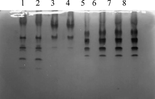 Figure 4. Isoenzyme patterns of LDH from Landrace, Bengal tiger, Pyrmont beef and fat-tailed sheep. (1, 2) Landrace; (3, 4) Bengal tiger; (5, 6) Piedmontese cattle; (7, 8) fat-tailed sheep.