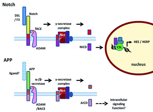 Figure 2 A schematic diagram of ligand-dependent γ-secretase cleavage of Notch (top) and associated intracellular signaling compared with proteolytic processing of APP (bottom) (not drawn to scale). A Delta, Serrate and Lag (DSL) or F3/contactin family protein (F3) acts as a ligand binding to the extracellular domain of Notch. Binding of the ligand stimulates ectodomain shedding by tumour necrosis factor (TNF) α-converting enzyme (TACE), a disintegrin and metalloproteinase (ADAM). Similarly, the extracellular portion of APP is cleaved by α-secretase, an ADAM, or β-secretase, β-amyloid-cleaving enzyme-1 (BACE). Nicastrin (Nct) in the γ-secretase complex acts as a receptor interacting with the extracellular N-terminal of the protein stub left in the membrane. Only when the ectodomain has been shed can γ-secretase cleavage of the membrane bound stub proceed. The γ-secretase-dependent cleavage releases the Notch intracellular domain (NICD) in the case of Notch and the APP intracellular domain (AICD) in the case of APP. NICD is known to serve as an intracellular signaling molecule regulating protein expression on translocation to the nucleus. In the example illustrated in the diagram, NICD complexes with CSL and other proteins to regulate expression of the hairy/enhancer of split (HES) and HES-related (HERP) repressor protein families of transcription regulators.