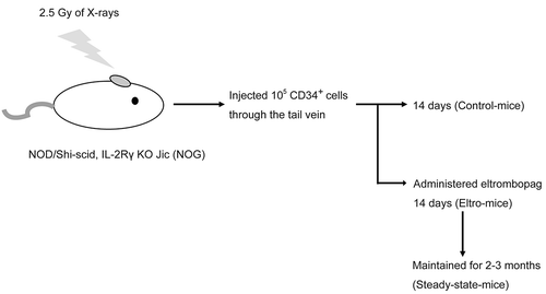 Figure 1. Procedure using immunodeficiency mice.Mice after 14 day-administration of eltrombopag were designated as eltro-mice. Mice maintained for 2–3 months after the 14-day administration were designated as steady-state-mice. Mice that were transplanted with human CD34-positive cells without eltrombopag, were designated as control-mice.