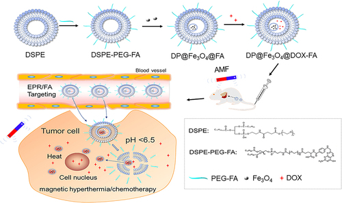 Scheme 1 Illustration of the synthesis and dual-responsive chemo/magnetothermal synergistic therapy mechanism of DP@ Fe3O4 @DOX-FA system. In vivo stealth nanocarriers were created by attaching PEG chains to folate-modified DSPE-PEOz nanomicelles. After loading nanomicelles with magnetic iron particles and DOX, DP@Fe3O4@DOX-FA was synthesized. EPR and folic acid target magnetic nanocarriers to tumor tissues’ acidic environment. The PEG layer is shed, and the micelles release the drug-carrying nanoparticles, finishing the first pH response and boosting tumor cell nanomedicine uptake. The second response occurs when magnetic Fe3O4 nanoparticles enter tumor cells and meet the magnetothermal effect caused by an external magnetic field. Magnetic hyperthermia directly kills tumor cells and enhances chemotherapeutic intake.