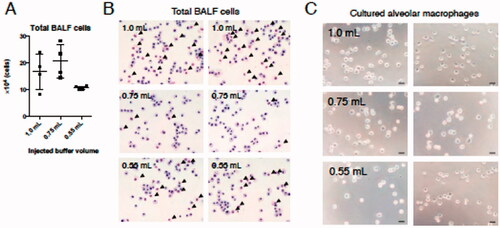 Figure 2. Number and morphology of cells obtained from BALF collected using each injection buffer volume. (A) Total cell numbers in harvested BALF were determined. (B) Aliquots were then placed on slides and stained with May–Grünwald–Giemsa. (C) Thirty minutes after initiating mAM culture, cell images were acquired by phase contrast microscopy. Black arrows in (B) indicate alveolar epithelial cells. Data shown in (A) are means (± SEM) of four independent experiments.