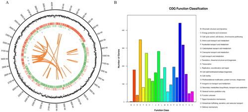 Figure 1. Genome circle map (A) and COG function annotation (B) of B. velezensis BA-26. (A) The circle map shows seven kinds of information from the outside to the inside: circle 1 is genome location information, circle 2 is GC content information, circle 3 is coding gene on positive chain (red label), circle 4 is coding gene on negative chain (green label), circle 5 is ncRNA information on the positive chain (blue mark), circle 6 is ncRNA information on the negative chain (purple label), and circle 7 marks the information of long fragment repeats (≥ 100 bp) in the genome (orange tagging). (B) Functional classification of COG genes of strain BA-26.