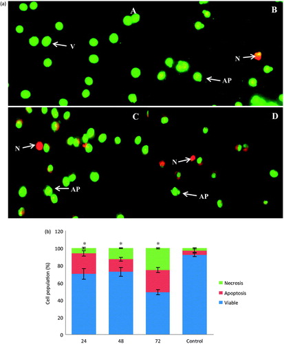 Figure 4. (a) AO/PI staining of MCF-7 cells treated with 25 μg/mL of E. hirta extract for 24 (B), 48 (C), and 72 (D) h, viewed under a fluorescence microscope. Control (A) was also included (200 × magnification). Untreated cells showing uniformly stained nuclei representing viable cells (A). Appearance of membrane blebs, cell shrinkage, chromatin condensation, and DNA fragmentation are signs of apoptosis of cells (B, C, and D). V, viable cell; AP, apoptotic cell; N, necrotic cell; (b) assessment of frequencies of viable, apoptotic, and necrotic cells in E. hirta extract (25 μg/mL) treated MCF-7 cancer cells at various incubation times. Values are mean ± SD (n = 3). Asterisk (*) indicates a significant p value < 0.05, as compared with controls.
