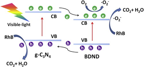 Figure 16. Schematic illustration of proposed for the enhanced photocatalytic RhB degradation upon BDND@g-C3N4 [Citation20].