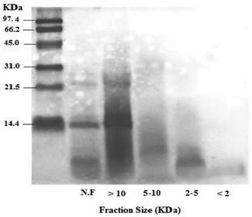 Figure 2. SDS-PAGE patterns of unfractionated stone fish selected proteolysate and its ultrafiltrated fractions. MW: molecular weight, N.F: unfractionated stone fish proteolysate. >10: fraction with MW > 10 KDa, 5–10: fraction with MW between 5 and 10 KDa, 2–5: fraction with MW between 2 and 5 KDa <2: fraction with MW < 2 KDa.