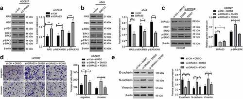 Figure 5. DIRAS3 blocks the activation of Ras/ERK pathway to restrict the migration and invasion of NSCLC cells. A-B. Western blot assay was used to detect the expression of RAS/ERK pathway-related proteins in HCC827 cells after DIRAS3 knockdown (a) or A549 cells overexpression (b). C. The protein expression levels of DIRAS3 and RAS/ERK pathway-related proteins in NSCLC cells with different treatments were determined by Western blot assay. D. Transwell assay was used to detect the migration and invasion ability of HCC827 cells with DIRAS3 knockdown and RAS/ERK pathway inhibitor PD901. E. The protein expression levels of EMT-related proteins in NSCLC cells with different treatments were determined by Western blot assay. *P< 0.05, **P< 0.01, ***P < 0.001. The experiment was repeated three times and the data were expressed as mean ± standard deviation. Student’s test, One-way ANOVA and Tukey’s post hoc test were used for analysis.