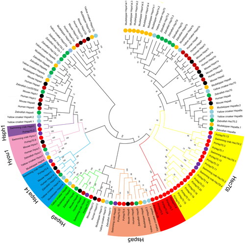 Figure 1. Phylogenetic tree of 123 HSP70 proteins from seven species. The different colors of the dots represent different species. The varying colors in the outer ring region denote the six HSP70 categories (Hsc70l, Hspa5, Hspa9, Hspa14, Hyou1, and Hsph1) to which the 25 PcHSP70 members are classified.