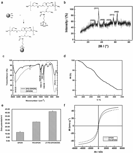 Figure 1. Synthesis of PEI-SPION.Evaluations of PEI-SPION. (a) Proposed reaction scheme for the synthesis of PEI-SPION. (b) XRD pattern of SPION. (c) FT-IR images of SPION and PEI-SPION. (d) TG image of PEI-SPION. (e) Zeta potential of SPION, PEI-SPION and LP-PEI-SPION/DNA. (f) Magnetic hysteresis loops of SPION and PEI-SPION.