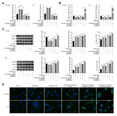 Figure 5 Rapamycin effect on cell autophagy in glioma cells. (A) MiR-26a-5p levels in U118-MG and U87 cells co-treated with rapamycin, miR-26a-5p inhibitor, and/or pc-DAPK1 for 48 h detected using RT-qPCR. (B) DAPK1 mRNA levels in U118-MG and U87 cells co-treated with rapamycin, miR-26a-5p inhibitor, and/or pc-DAPK1 for 48 h detected using RT-qPCR. (C) DAPK1 protein expression, Beclin1, and LC3 levels in U118-MG and U87 cells co-treated with rapamycin, miR-26a-5p inhibitor, and/or pc-DAPK1 detected using Western blotting. (D) Immunofluorescence detection of LC3 protein expression. At least three repeats were conducted, and the mean ± SD is presented, *P<0.05, **P<0.01.