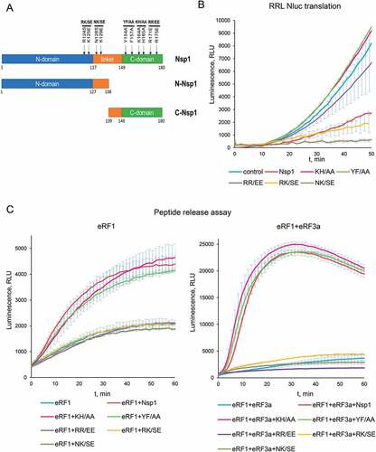 Figure 4. Activity of the Nsp1 mutants in translation termination. (A) Scheme of the Nsp1 forms used in the experiments. (B) In vitro Nluc mRNA translation in RRL in the presence/absence of Nsp1 mutants. (C) Termi-Luc peptide release assay in the presence/absence of Nsp1 mutants and the release factors. Time progress curves showing luminescence (in relative luminescence units, rlu), number of repeats, n = 3, mean±SD