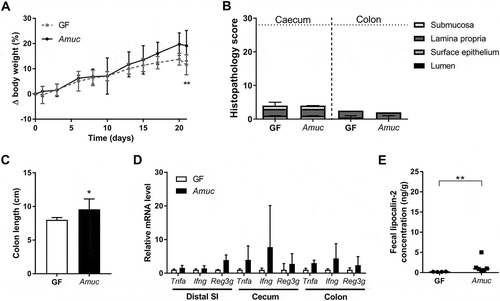 Figure 2. Mono-association of Il10-/- mice with A. muciniphila did not induce intestinal inflammation within three weeks.(A) Body-weight development of A. muciniphila (Amuc) mono-associated Il10-/- mice within 3 weeks after colonization in comparison to germ-free (GF) Il10-/- mice. Mean ± SD, n = 6, *p < 0.05. (B) Cecal and colonic histopathology score of germ-free (GF) Il10-/- mice and Il10-/- mice mono-associated with A. muciniphila (Amuc). Horizontal dotted line: Maximal score. Median + range, n = 5–6, *p < 0.05. (C) Colon length of germ-free (GF) Il10-/- mice and Il10-/- mice mono-associated with A. muciniphila (Amuc). Mean ± SD, n = 5–6, *p < 0.05. (D) Relative mRNA levels of Tnfa, Ifng and Reg3g in mucosa of distal small intestine (SI), cecum and colon of Il10-/- mice mono-associated with A. muciniphila (Amuc) in comparison to germ-free (GF) Il10-/- mice. Mean ± SD, n = 3–4, *p < 0.05. (E) Fecal lipocalin-2 concentration of germ-free (GF) Il10-/- mice and Il10-/- mice mono-associated with A. muciniphila (Amuc). Median, n = 4–6, *p < 0.05, **p < 0.01.