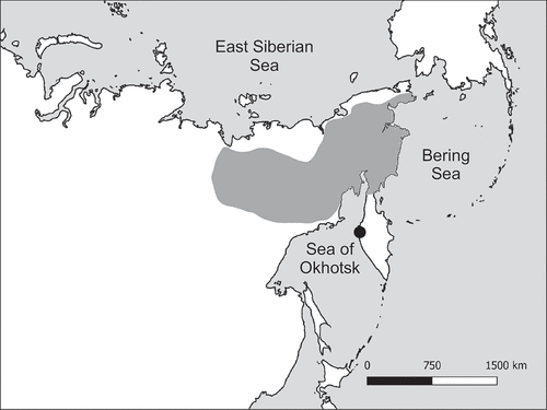 Figure 1. Location of bird ringing site in the Khairusova-Belogolovaya estuary (black dot). Dark grey area indicates the breeding range of the Great Knot (according to Tomkovich Citation2021).