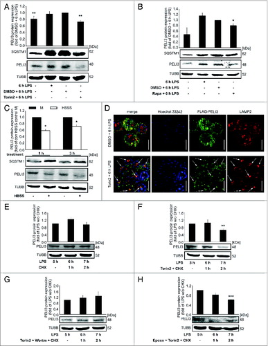 Figure 4 (See previous page). Autophagy destabilizes PELI3 protein. (A–D) RAW264.7 cells were incubated with LPS for 6 h or remained untreated as controls. In addition, cells were stimulated with distinct inducers of autophagy. (A) Lysates of cells treated with Torin2 were analyzed for the protein levels of PELI3 and SQSTM1. Densitometric quantification of PELI3 represents the mean ± SEM of at least 3 individual experiments (**P < 0.01 vs. DMSO + 6 h LPS). (B) Autophagy induction with Rapamycin (Rapa) was performed and cell lysates were analyzed for the protein expression of PELI3 and SQSTM1. Densitometric quantification of PELI3 represents the mean ± SEM of at least 3 individual experiments (*P < 0.05 vs. DMSO + 6 h LPS). (C) RAW264.7 cells were starved for 1 and 3 h with HBSS and protein expression of PELI3 and SQSTM1 was analyzed by western blot analysis. The graph shows the densitometric analysis of PELI3 and represents the mean ± SEM of at least 3 individual experiments (*P < 0.05 vs. corresponding (corr) HBSS control M). (D) The lysosomal marker LAMP2 and overexpressed FLAG-tagged PELI3 were stained for immunofluorescence as before. Representative images of at least 3 individual experiments are shown. Arrows indicate colocalization of FLAG-tagged PELI3 and LAMP2. Scale bars: 5 μm. LPS-dependent PELI3 stability was examined by western blot in RAW264.7 cells treated with cycloheximide (CHX) at 5 h after LPS stimulation alone (E) and combined with chemicals altering autophagy (F–H). (F) PELI3 protein level was checked for autophagy activation by Torin2 additional to CHX stimulation. (G) A further control experiment consisted of a neutralization mix of Torin2 and Wortm in addition to CHX treatment at 5 h after LPS treatment. (H) Supplemental stimulation of Torin2 combined with proteasomeal inhibition by Epoxo was added together with CHX. All parts (E–H) are illustrated in densitometric quantifications of PELI3 and represent the mean ± SEM of at least 3 individual experiments (**P < 0.01; ***P < 0.001 vs. LPS w/o CHX).