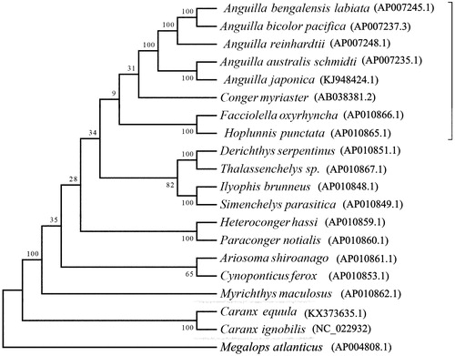 Figure 1. Phylogenetic tree based on the complete mitochondrial genome sequences was constructed by using Bayesian method. The numbers in topologies represent Bayesian posterior probability values.