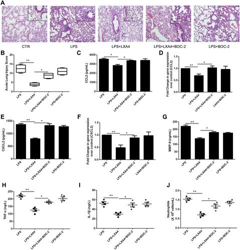 Figure 6 LXA4’s protective effect on LPS-induced lung injury was abrogated by BOC-2. Mice were intraperitoneally injected with BOC-2 (50 μg/kg) 2 h before LPS (1 mg/kg) administration with or without of LXA4 (0.1 µg/mouse). The beneficial effects of LXA4 were abrogated by BOC-2, as assessed by histological analysis (A), acute lung injury score (B), CCL2 (C), CXCL2 (E), MMP-9 (G), TNF-α (H) and IL-1β (I) protein expression, and the number of neutrophils (J) in the BALF. Resident macrophages were sorted and pretreated with BOC-2 (10 μM) 30 min before cultured with LPS (1 μg/mL) in the presence or absence of LXA4 (100 nM) for 24 h. CCL2 (D) and CXCL2 (F) mRNA level were measured by RT-PCR. The data are presented as the mean ± SEM, n =6- 9. *p<0.05, **p<0.01.