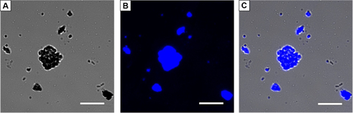 Figure S3 Fluorescent pyrene particles in the initial mixture of pyrene and A6K.Notes: (A) Normal light, (B) fluorescence, and (C) merged image. Large pyrene particles could be seen in these images. Scale bar, 5 μm.