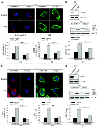 Figure 4. Both WIPI1 and WIPI2 were required for autophagy mediated by rVP1. RAW264.7 cells transfected with DsRed-Wipi1 gene and scrambled or Wipi1 siRNA were pretreated with 2 μM CQ for 30 min and then incubated with or without 4 μM rVP1 for 4 h. (A) Knockdown of WIPI1 decreased LC3 puncta formation induced by rVP1. Cells were fixed, stained with DAPI (blue) and immunolabeled with anti-LC3 followed by Alexa Fluor 488-conjugated goat anti-rabbit IgG (green). Fluorescent images were acquired by confocal microscopy. Scale bar: 2 μm. Data represent means ± SEM of quantitative analyses of DsRed-WIPI1 and LC3 puncta per cell in at least 50 cells/experiment in three independent experiments; ****p < 0.0001. (B) Knockdown of WIPI1 decreased LC3 lipidation induced by rVP1. After treatment, cell lysates were collected and the expression levels of WIPI1 and LC3-II were determined by western blot analysis. ACTB was used as a loading control. Data represent the means ± SEM of densitometric measurement of LC3-II/ACTB from three independent experiments; ***p < 0.001. (C) Knockdown of WIPI2 decreased LC3 puncta formation in rVP1-treated cells. RAW264.7 cells transfected with scrambled or Wipi2 siRNA were pretreated with 2 μM CQ for 30 min and then incubated with or without 4 μM rVP1 for 4 h and then fixed, stained with DAPI (blue) and immunolabeled with anti-WIPI2 and anti-LC3 followed by rhodamine-conjugated goat anti-mouse IgG (red) and Alexa Fluor 488-conjugated goat anti-rabbit IgG (green). Fluorescent images were acquired by confocal microscopy. Scale bar: 2 μm. Data represent means ± SEM of WIPI2 and LC3 puncta per cell in at least 50 cells/experiment in three independent experiments; ****p < 0.0001. (D) Knockdown of WIPI2 decreased LC3 lipidation in rVP1-treated cells. After treatment, cell lysates were collected and expression levels of WIPI2 and LC3-II were determined by western blot analysis. ACTB was used as a loading control. Data represent means ± SEM of the ratio of LC3-II/ACTB from three independent experiments; **p < 0.01.